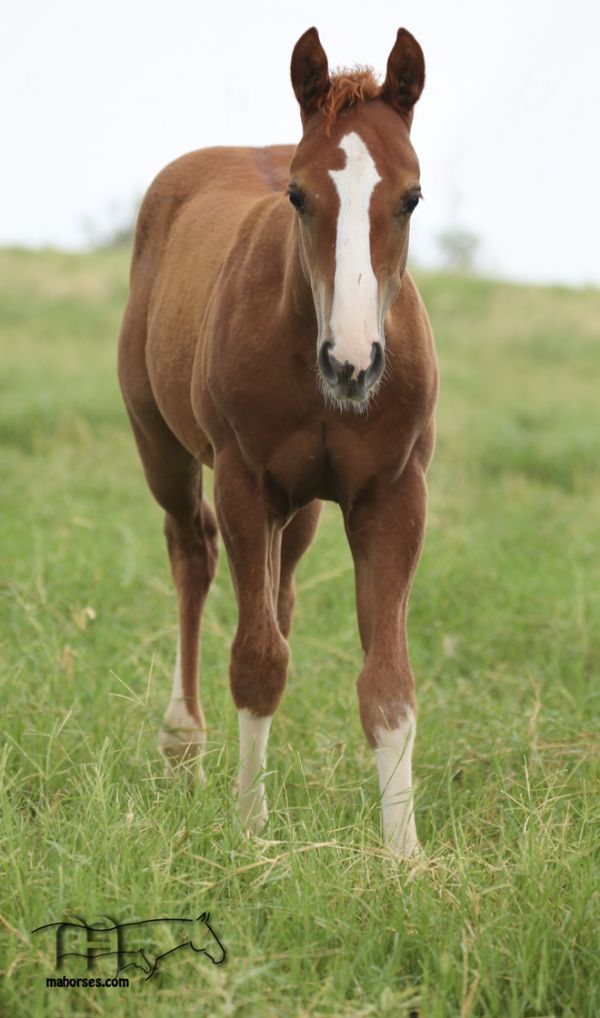 Funny B Dandy Girl's 2022 Sorrel Colt